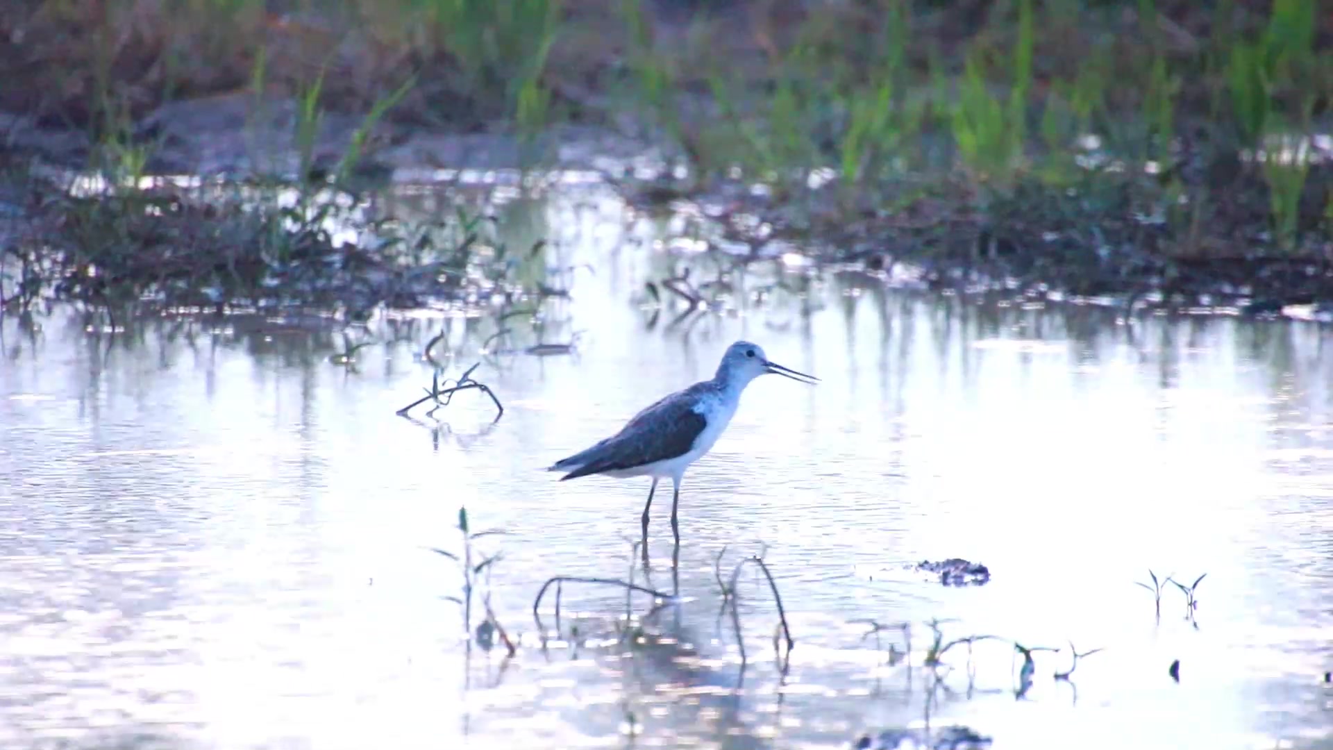 'Video thumbnail for Small bird wait catch food eat in lake'