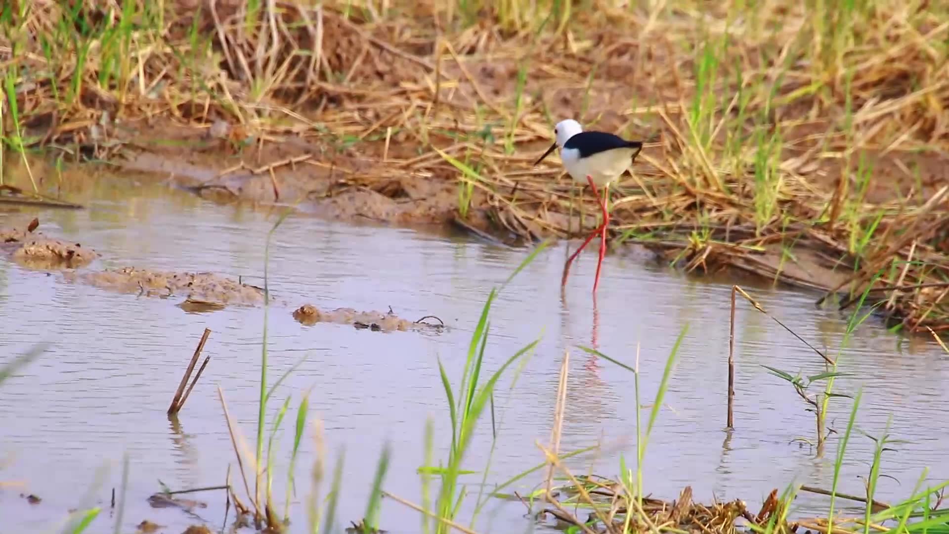 Video thumbnail for A lot bird in lake, finding catch eat food