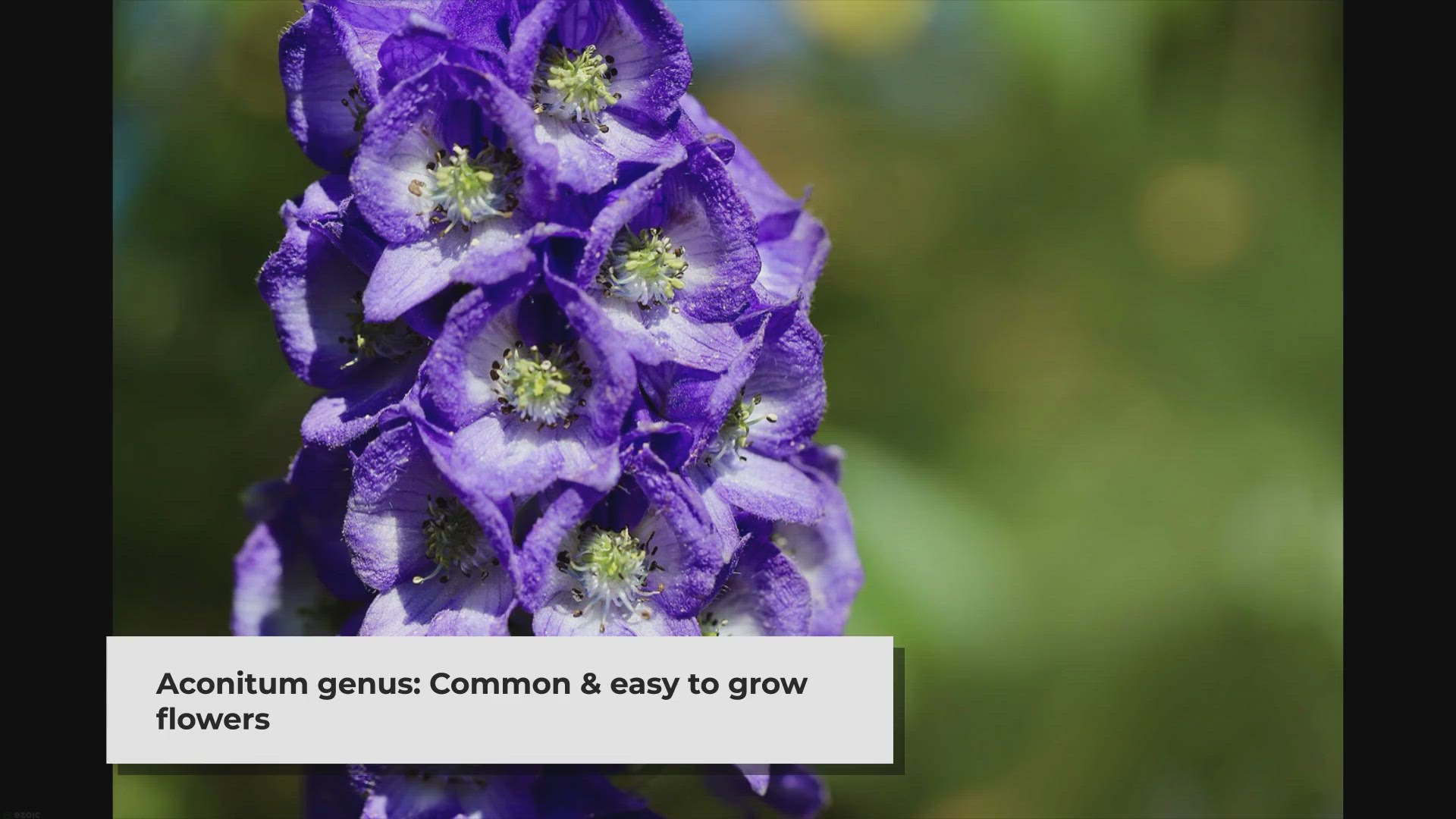 Video thumbnail for 20 Flowers That Start With A (List of Flower Names A)