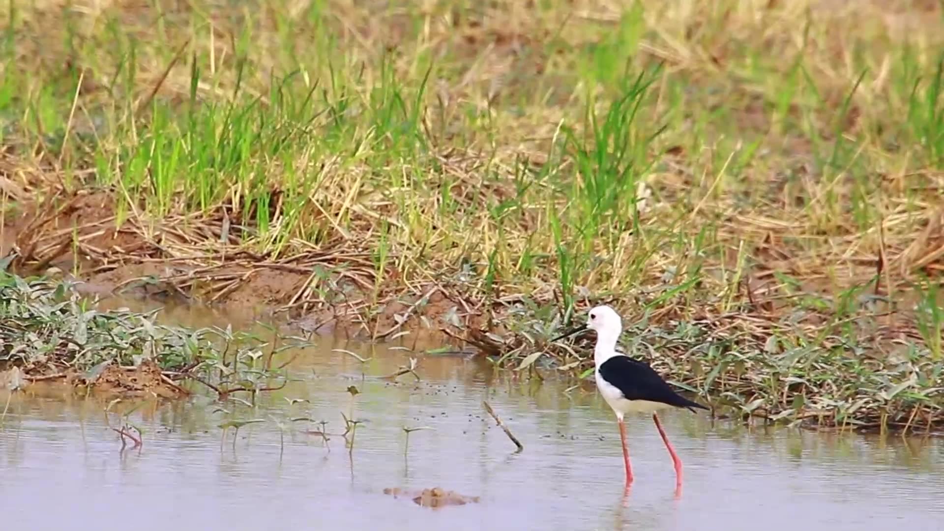 Video thumbnail for Lake at riseasion bird catch food eat here