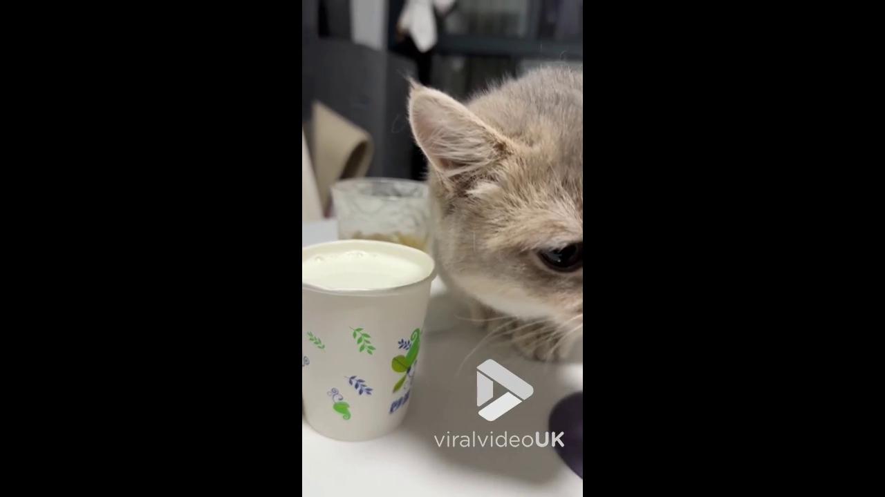 'Video thumbnail for VV4982 Determined kitten hilariously battles for milk'