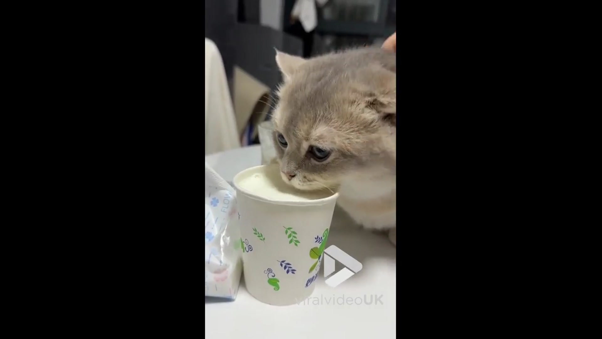 'Video thumbnail for VV4982 Determined kitten hilariously battles for milk'
