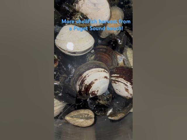 'Video thumbnail for More shellfish harvest from a Puget Sound beach!'