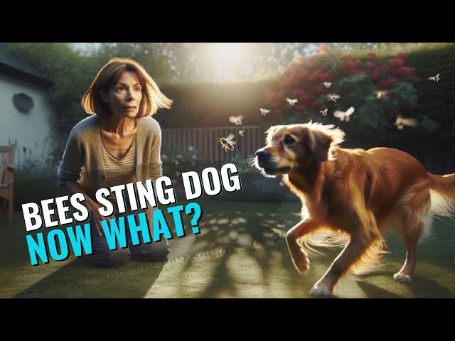 'Video thumbnail for You Won't Believe What Happens When a Dog Gets Stung!'