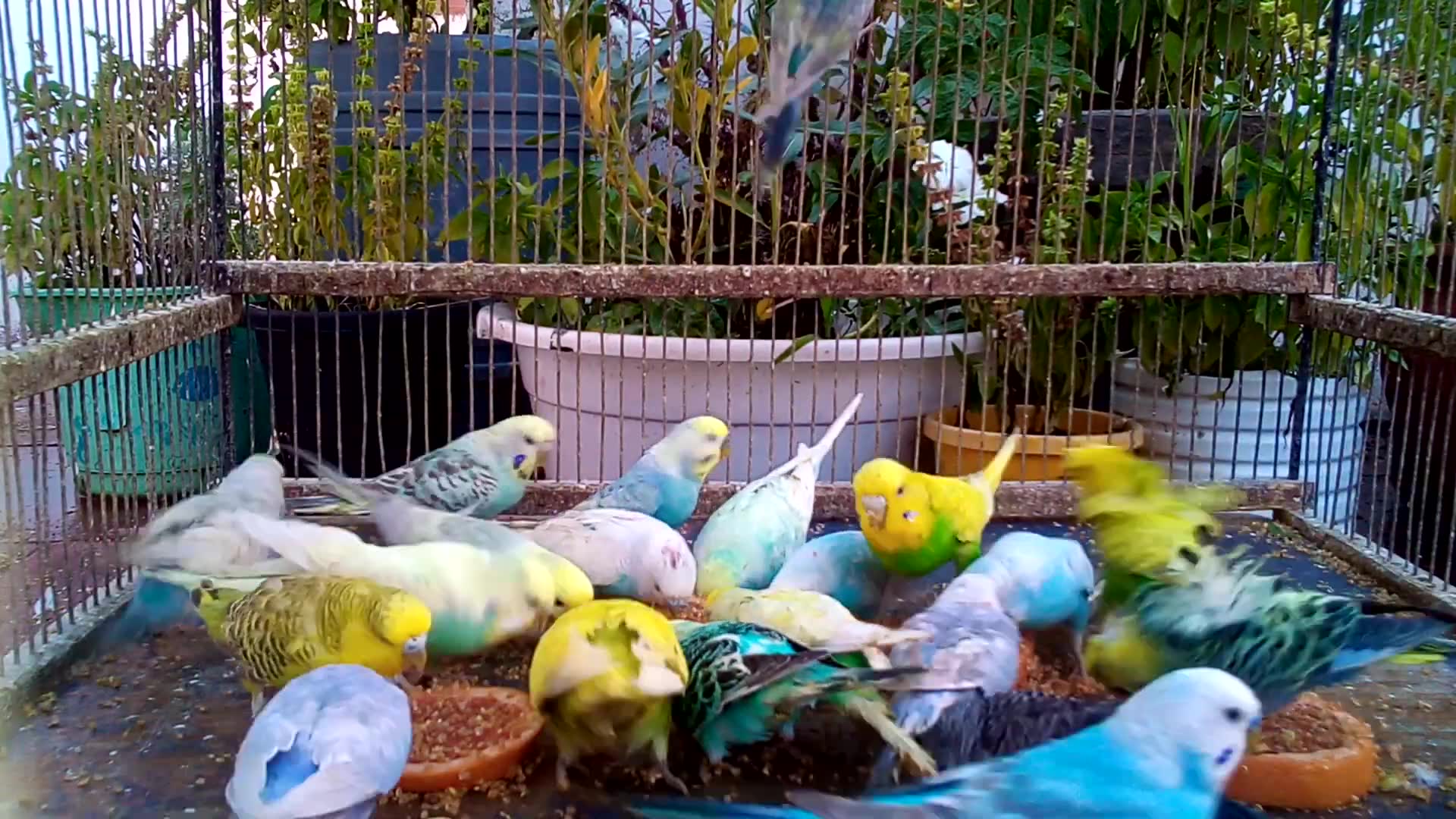 'Video thumbnail for Budgie Beauties The Most Colorful Parakeets on the Planet! 💖🥰'