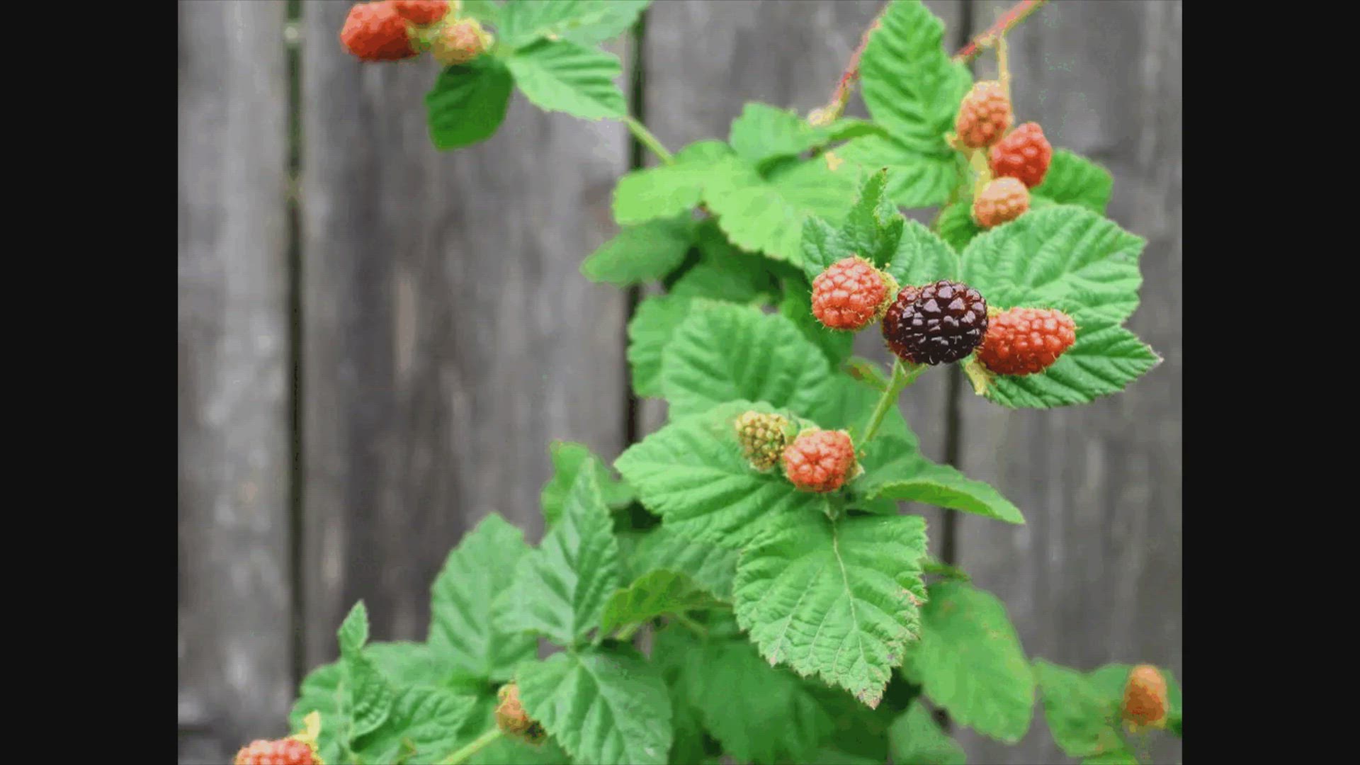 Video thumbnail for The Ultimate Guide to Growing Boysenberries
