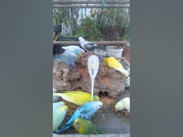 Video thumbnail for 🍎自然派ごはんで羽がツヤツヤに✨簡単フルーツレシピ