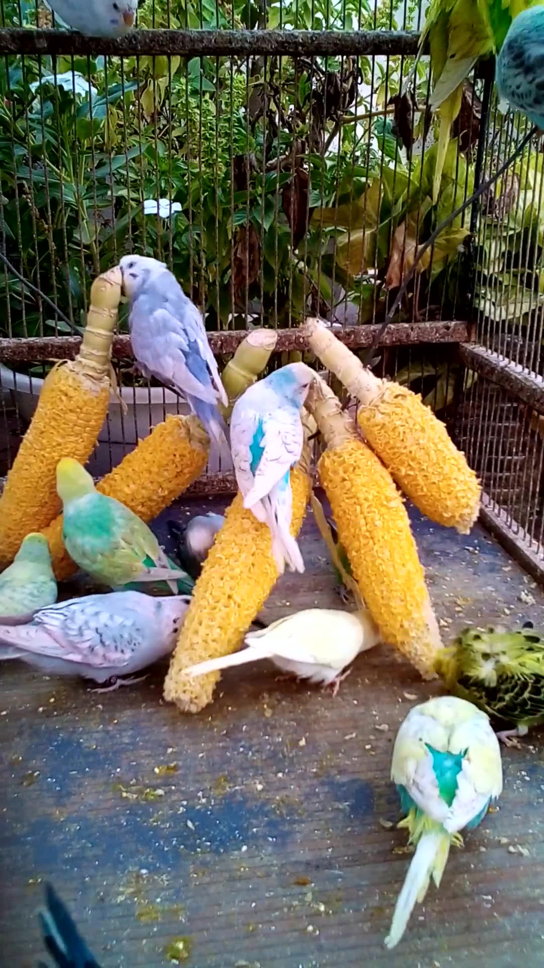 'Video thumbnail for This Amazon bird toy is SO COOL#birds#parrot #birdslover #budgis #lovebirds #budgiegar #cute #health'