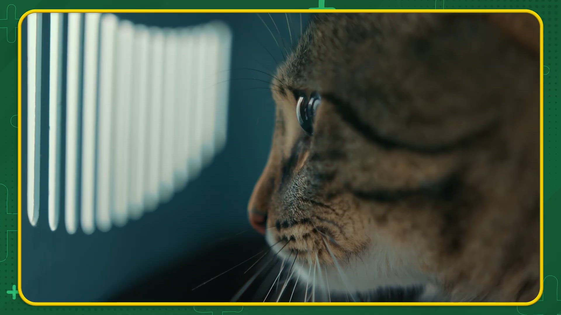 'Video thumbnail for COMO LEVAR GATOS PARA VIAJAR?'