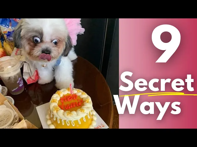 'Video thumbnail for 9 Secret Ways to Make Your Shih Tzu Happy!'