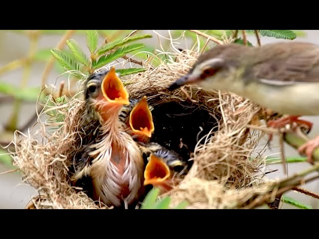 Video thumbnail for Top Under nest, babie rice sprrow bird to wait eat on nest