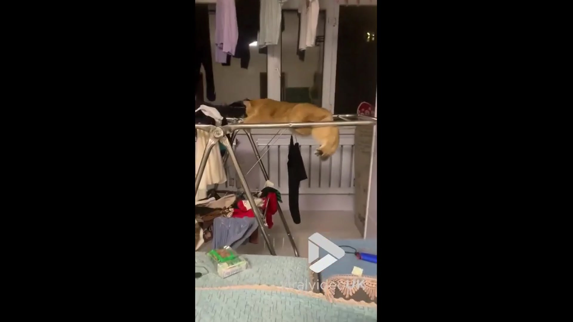 'Video thumbnail for VV4983 Cat turns laundry rack into playground'