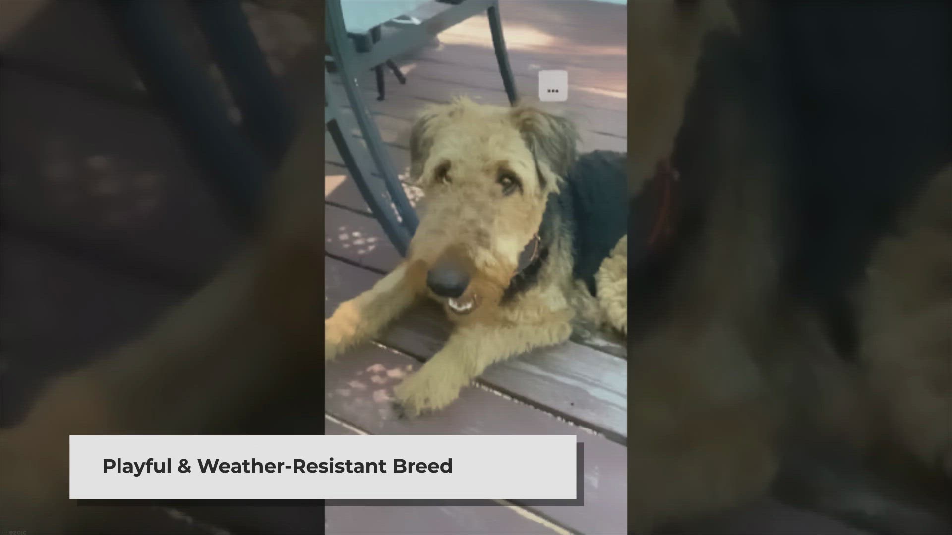 Video thumbnail for Do Welsh terriers enjoy taking baths?