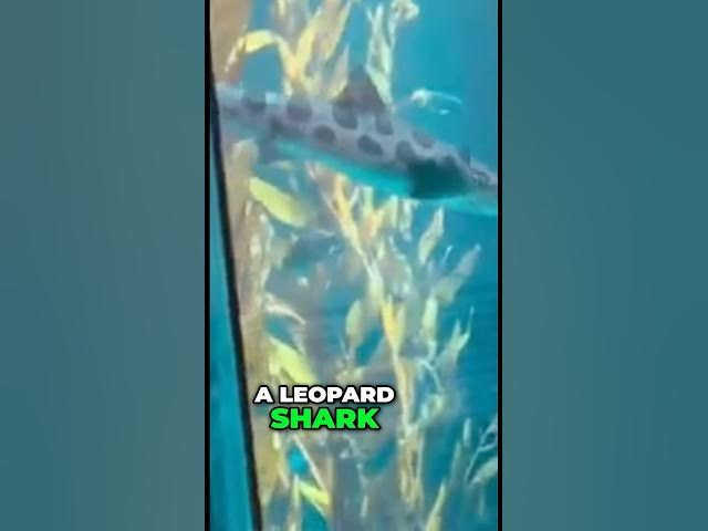 Video thumbnail for Leopard Shark vs Sardines: Ocean's Epic Showdown!