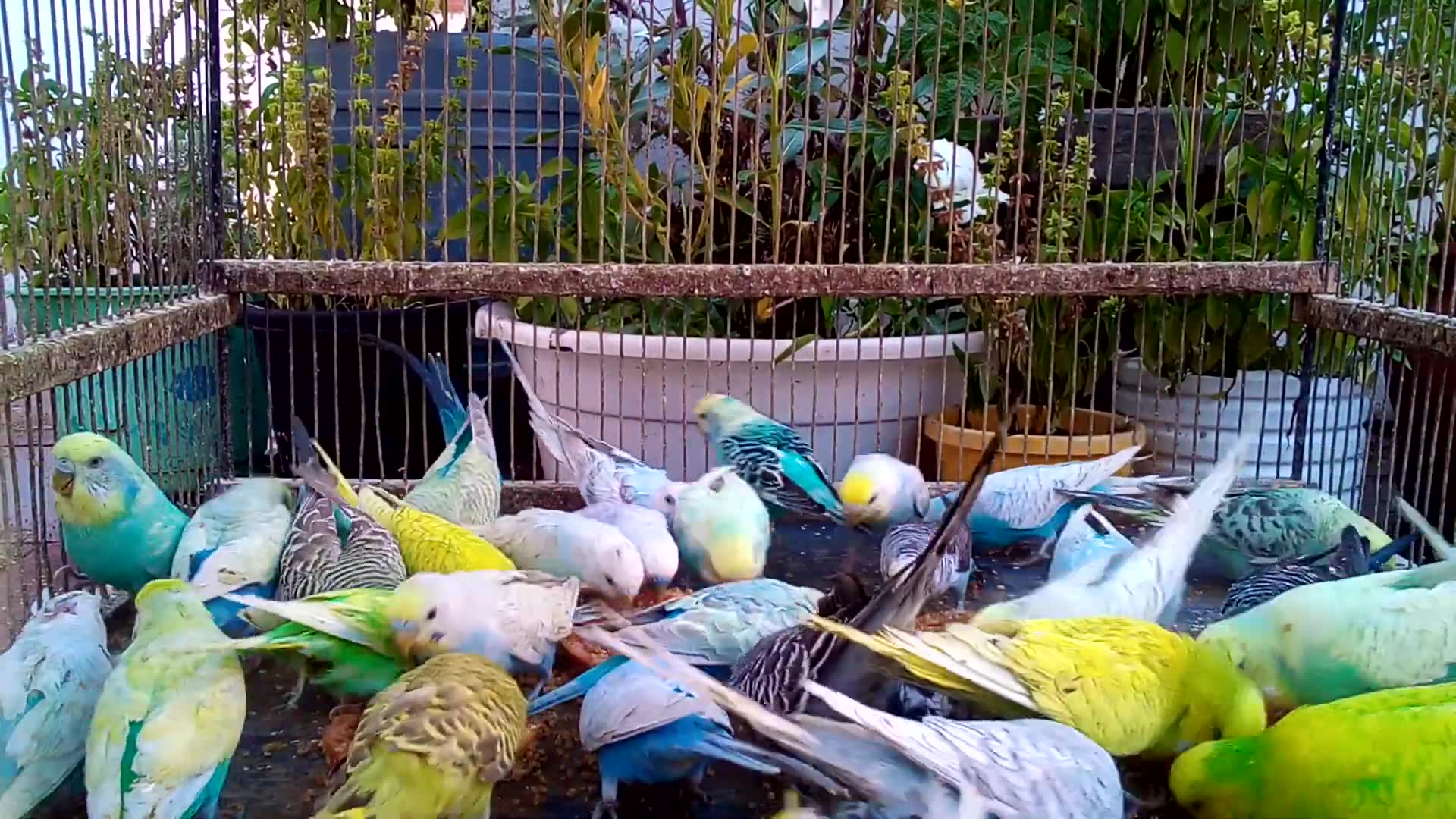 'Video thumbnail for From Normal to Extraordinary Beautiful Budgie Transformations! ✨'
