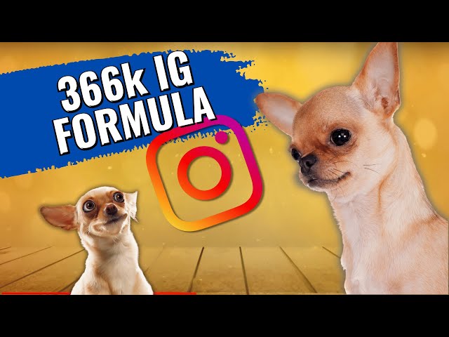 'Video thumbnail for Make Your Dog an INSTA STAR with These 5 Simple Steps!'