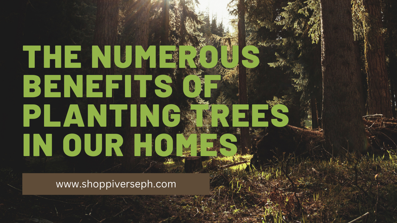 Video thumbnail for The Numerous Benefits of Planting Trees in Our Homes