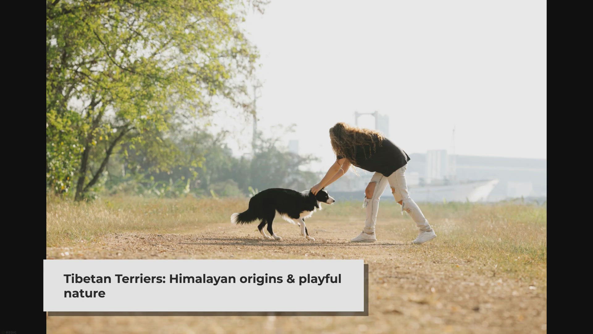 Video thumbnail for How long do Tibetan Terriers typically live?