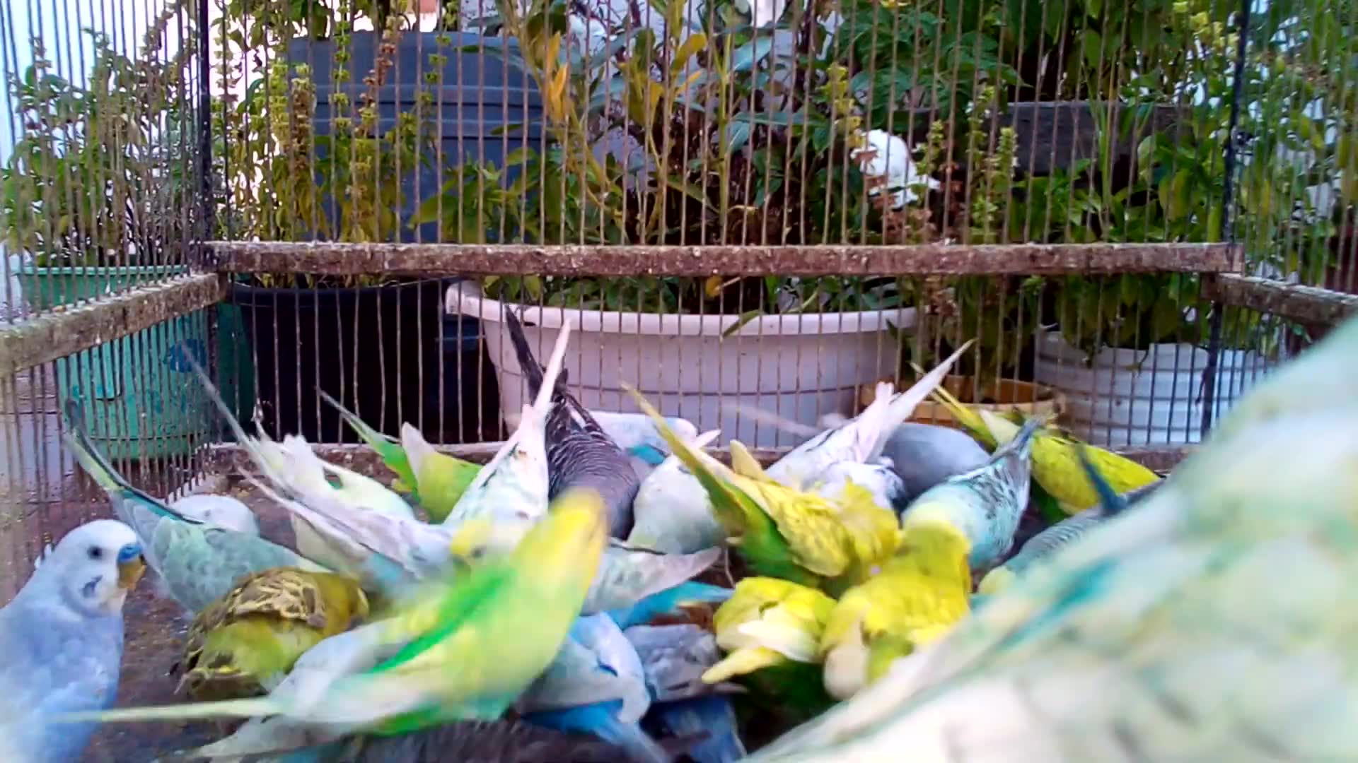 'Video thumbnail for Check Out These Adorable Budgie Mutations! #BudgieLife 💚💛'