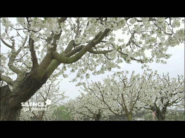 Video thumbnail for Gueules cassées Les fruits et légumes moches sont aussi bons que les autres