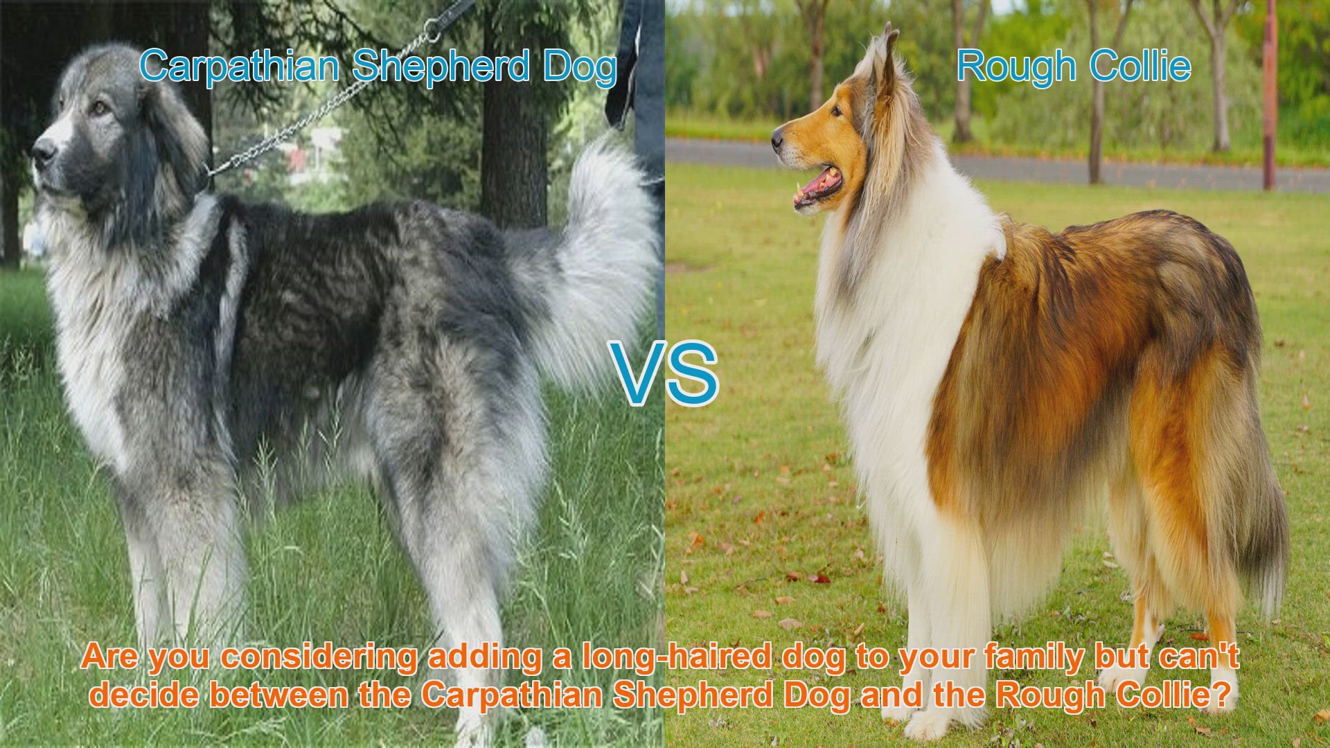 video of: Carpathian Shepherd Dog vs. Rough Collie: A Comparison Guide