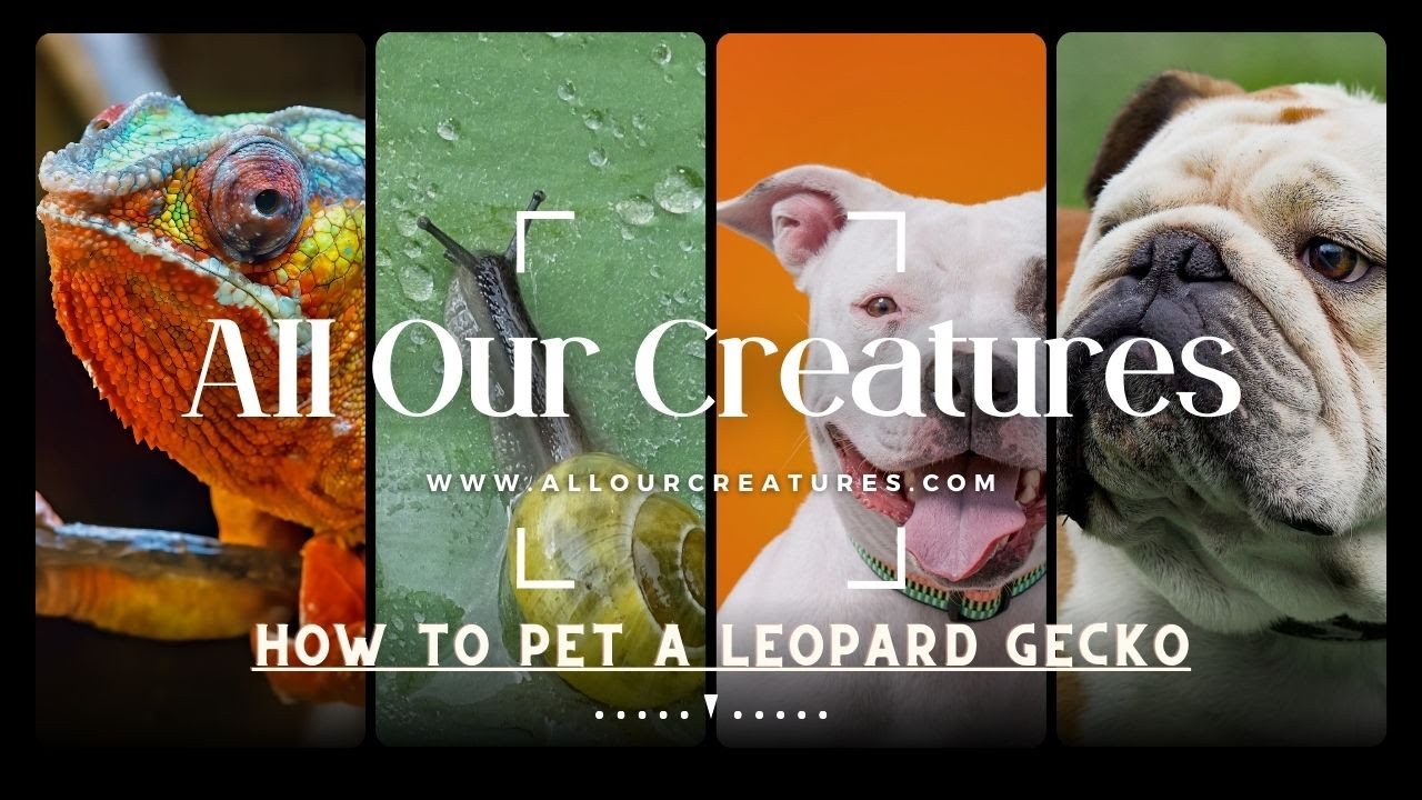 Video thumbnail for How To Pet A Leopard Gecko And How To Bond