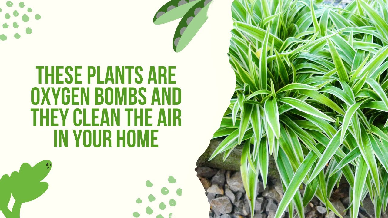 Video thumbnail for These Plants Are Oxygen Bombs And They Clean The Air In Your Home