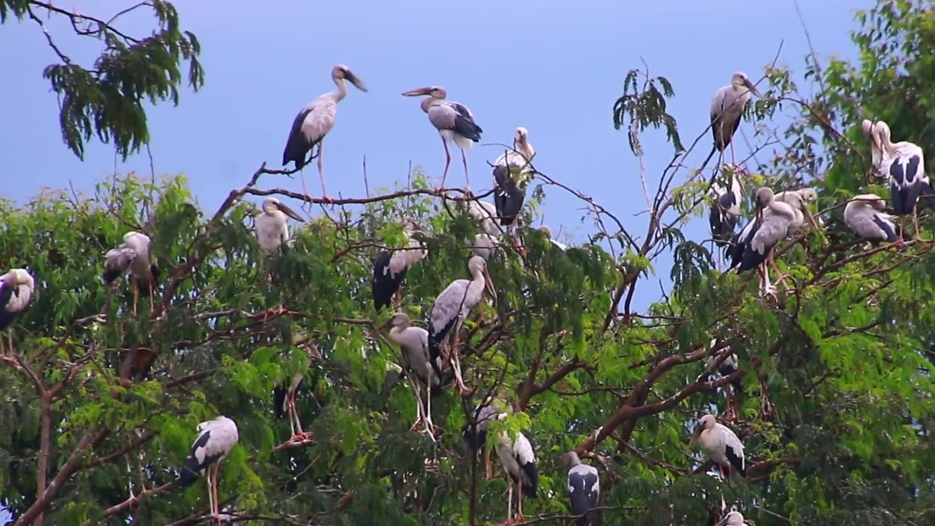 'Video thumbnail for The everning bird stay for sleep'