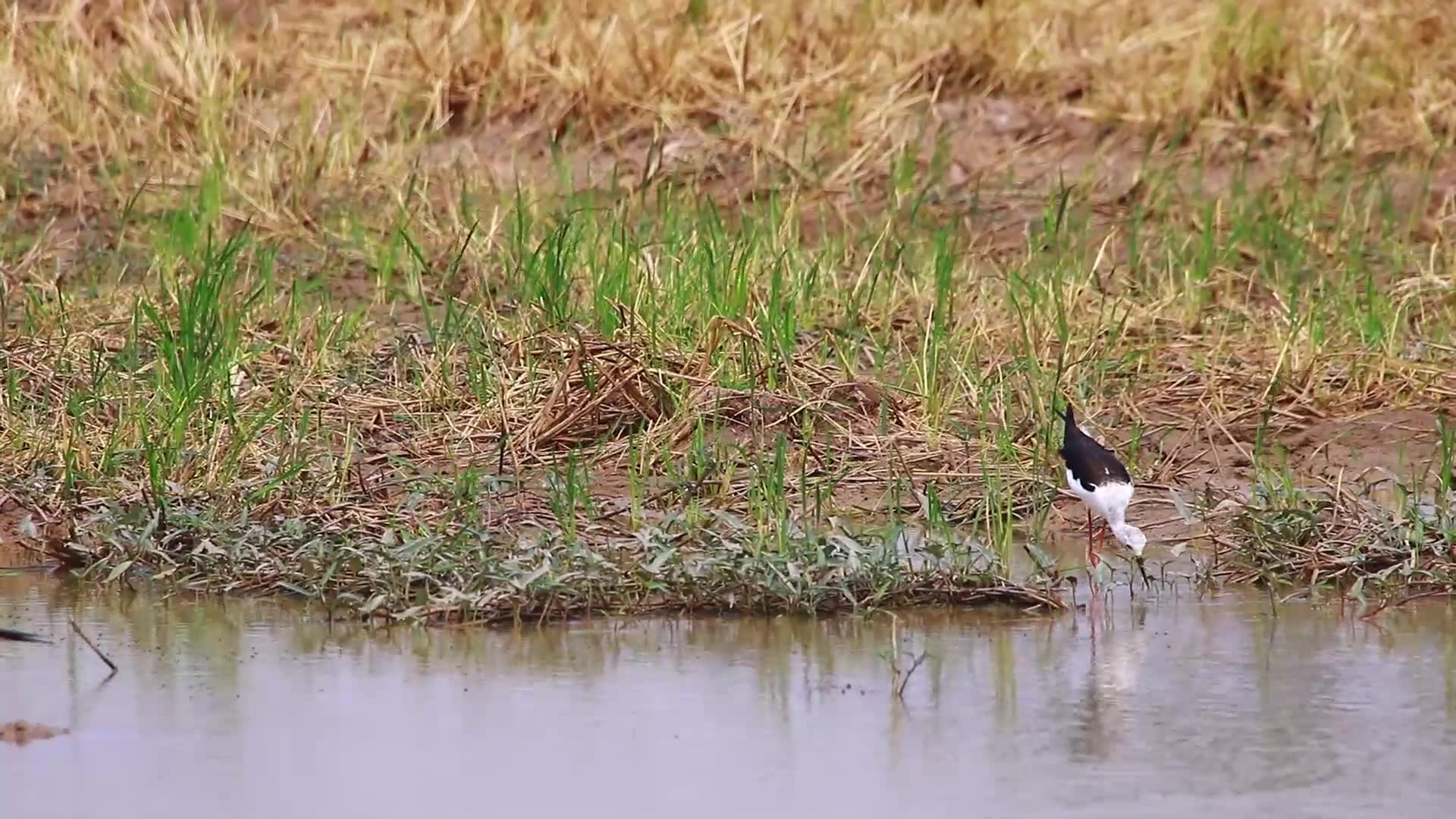 'Video thumbnail for Wild bird catch fish eat here, bird stay to catch eat'