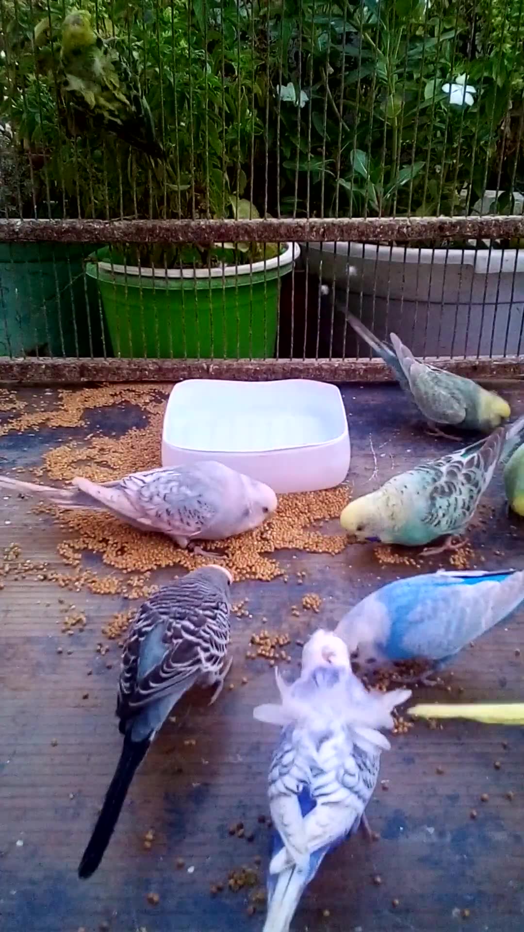 'Video thumbnail for This Amazon bird toy is SO COOL#birds#parrot #birdslover #budgis #lovebirds #budgiegar #cute #health'