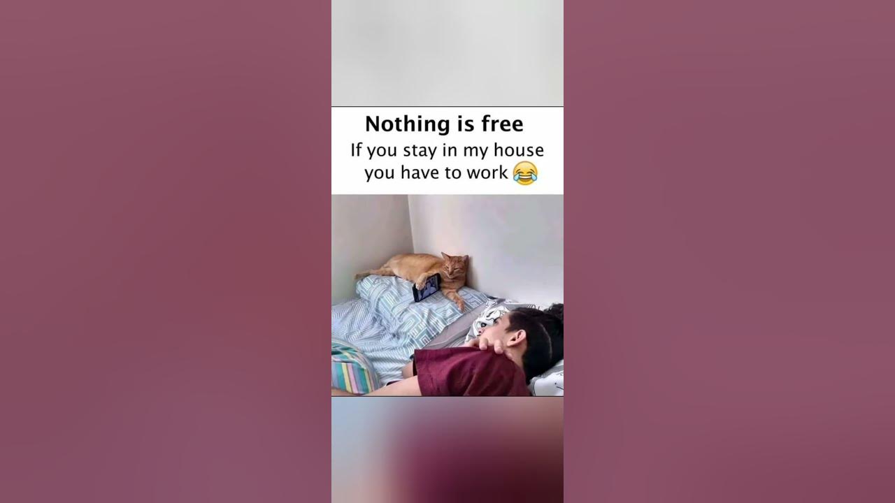 'Video thumbnail for Memes only Legend will find funny || 557 || legend memes || clean memes #anonymous #memes #shorts'