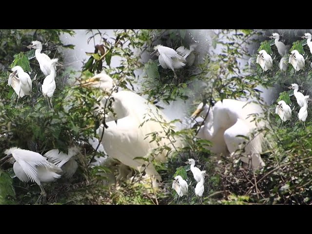 Video thumbnail for On nest Momy's wild bird care babie on here