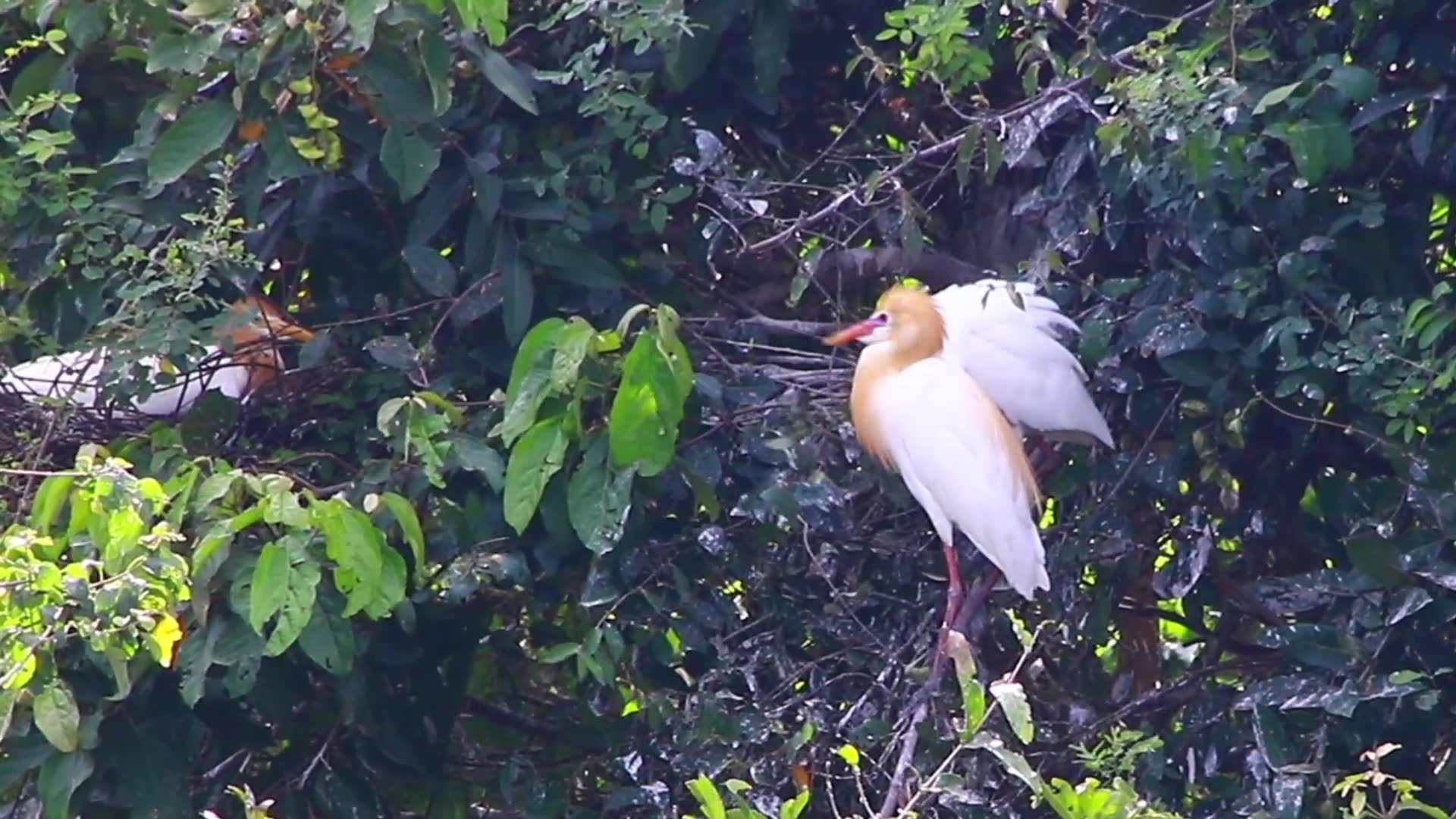 'Video thumbnail for Cute of bird in love on nest'