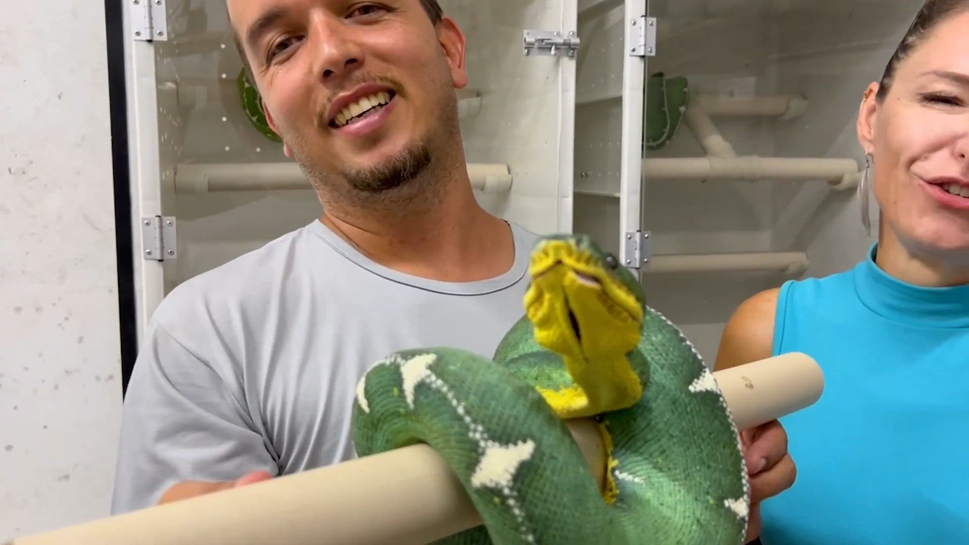 'Video thumbnail for CORALLUS BATESI, A SERPENTE MAIS LINDA DO MUNDO NA SUA CASA!'