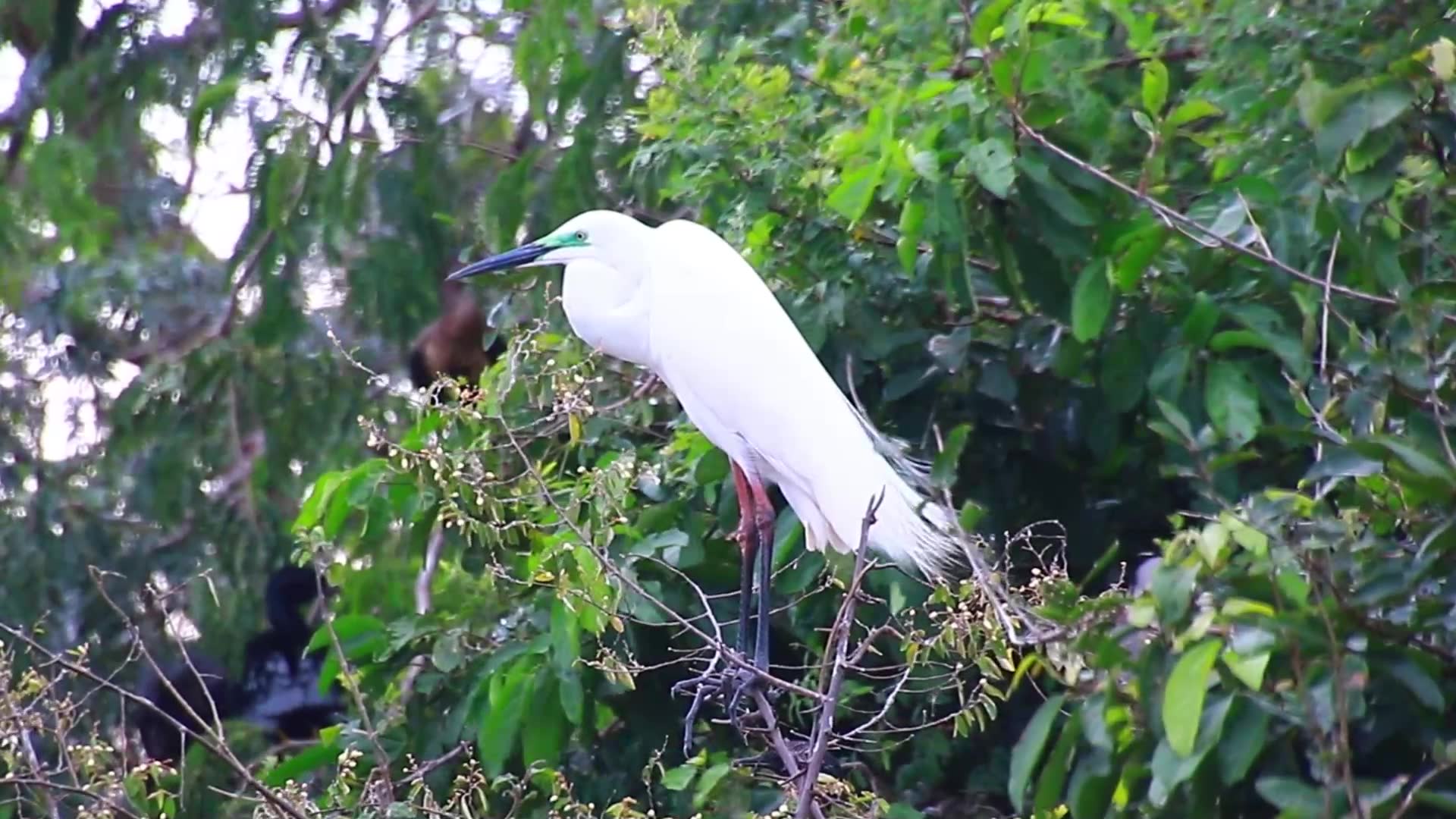 Video thumbnail for Cute of wild white bird on nest