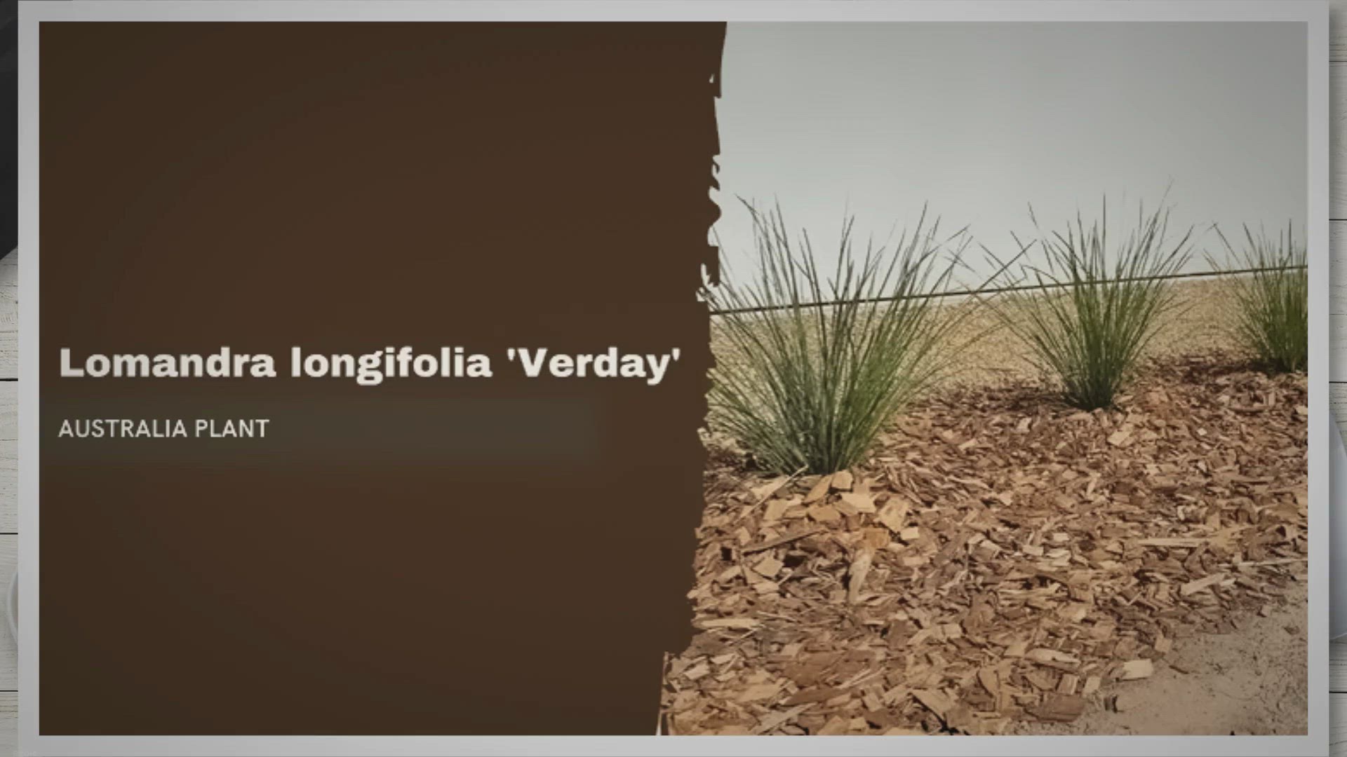 Video thumbnail for Lomandra longifolia ‘Verday’: The Ultimate Guide