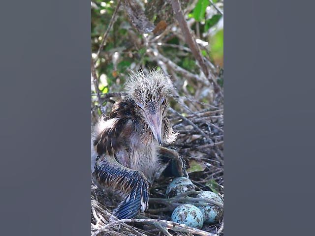 'Video thumbnail for Oh amazing Babies wild bird 7  #wildbird #duckforest #wildbird #forestbird #shortbird'