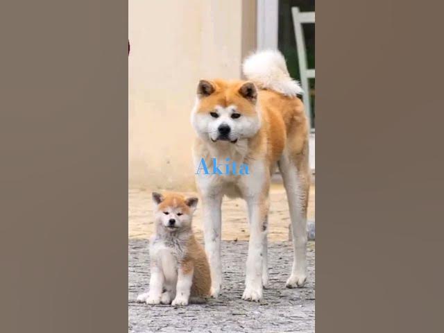 Video thumbnail for #akitadog #dogs #subscribe