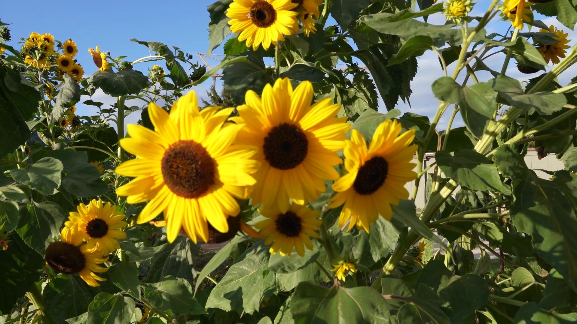 Video thumbnail for The Hidden Meaning of 6 Popular Flowers, and When to Give Them