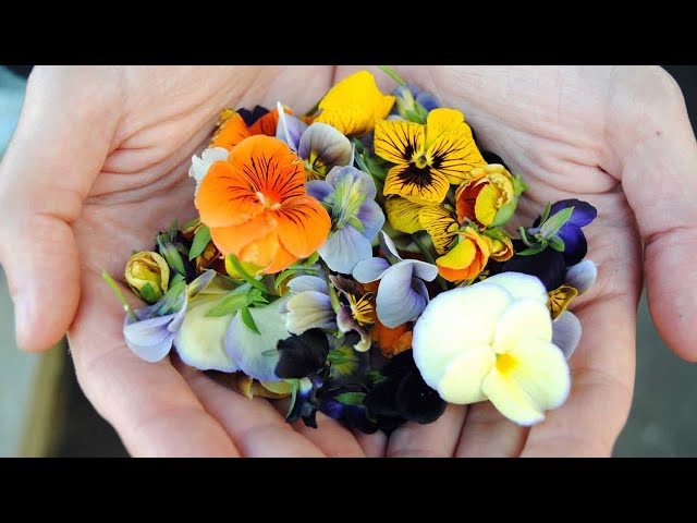 'Video thumbnail for 7 Edible Flowers You Can Grow In Your Garden For The Perfect Garnish'