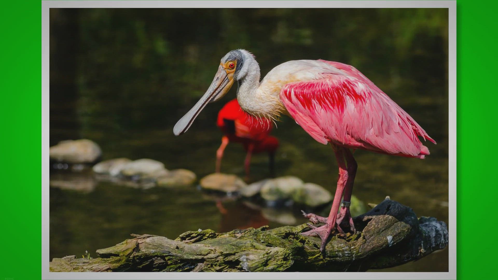 Video thumbnail for Decoding Bird Behavior: The Truth Behind Birds on Power Lines