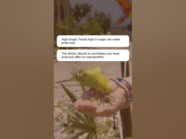 Video thumbnail for What's the BIGGEST Mistake You're Making When Feeding Wild Birds?