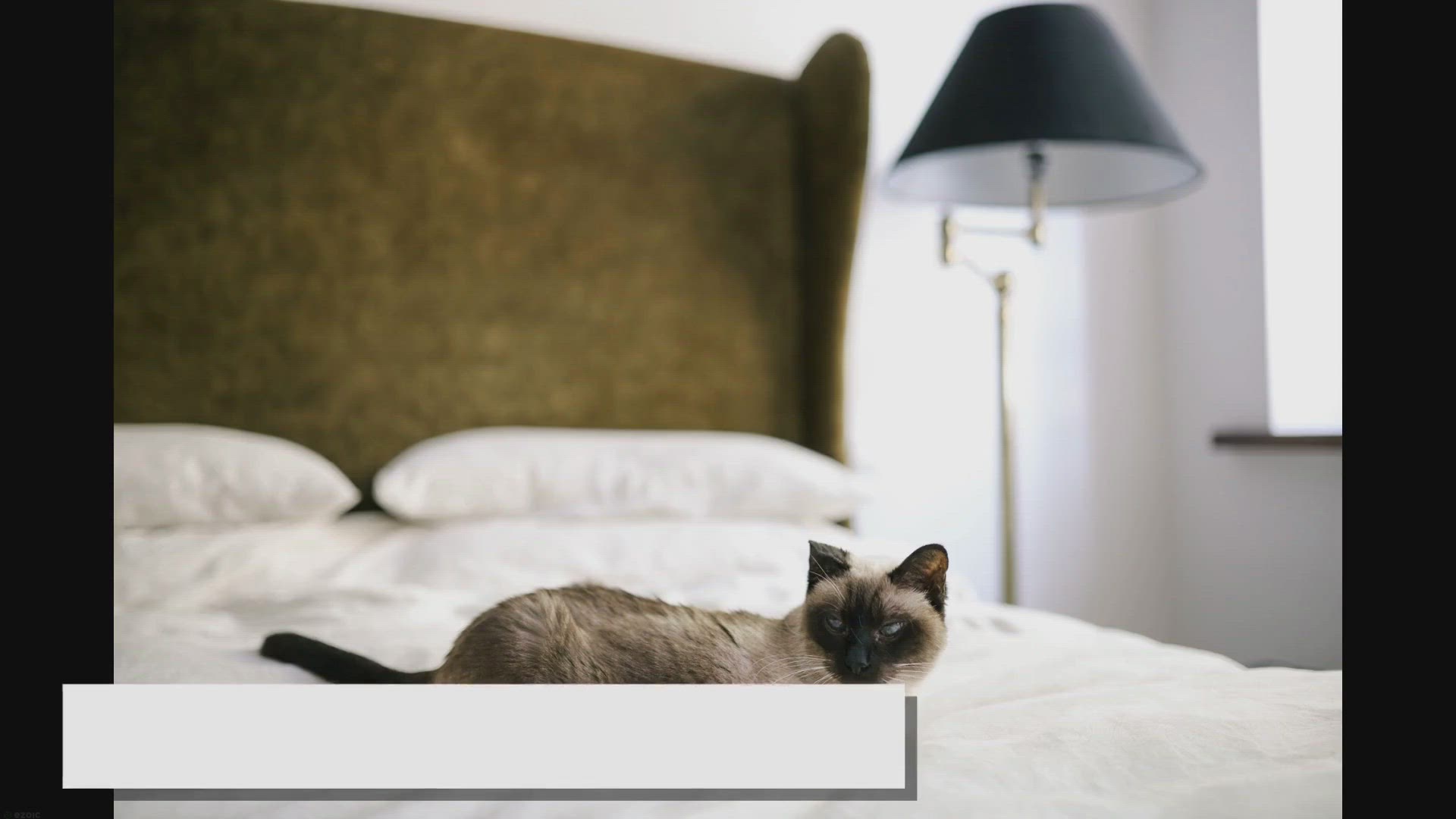 Video thumbnail for What to Know Before Buying a Ragdoll: A Comprehensive Guide