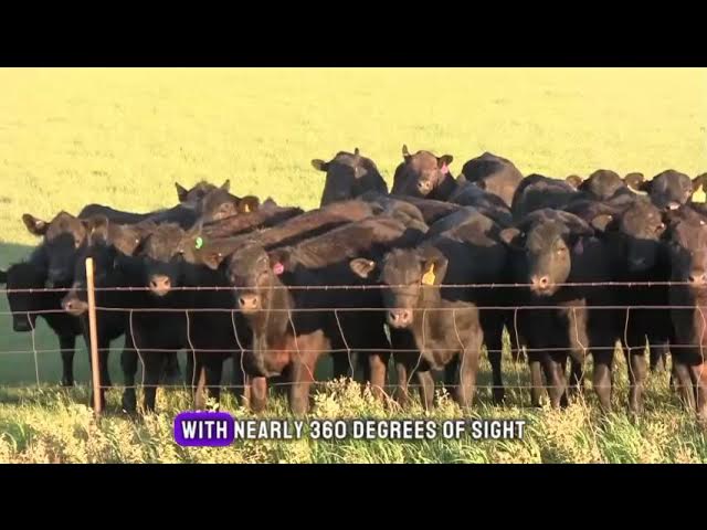 'Video thumbnail for Bovine Wonders: 10 Marvelous Cow Facts'