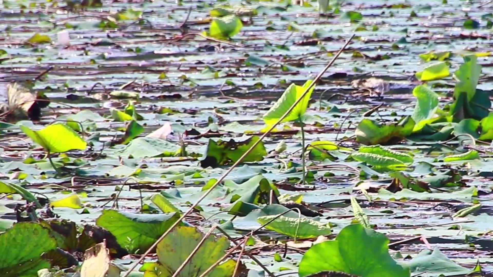 'Video thumbnail for  Wild bird find to catch food underwater in lake'