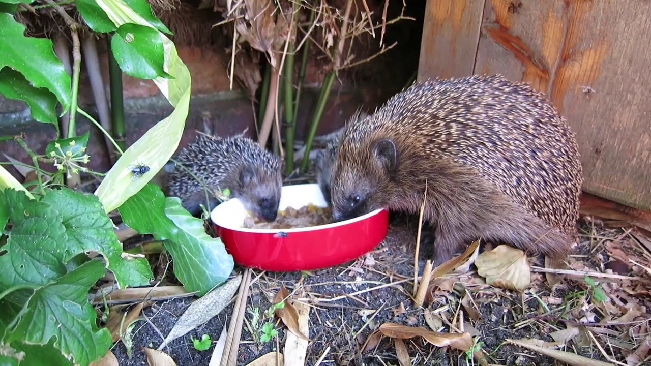 'Video thumbnail for Igelfamilie im Garten (Fun-Video)'