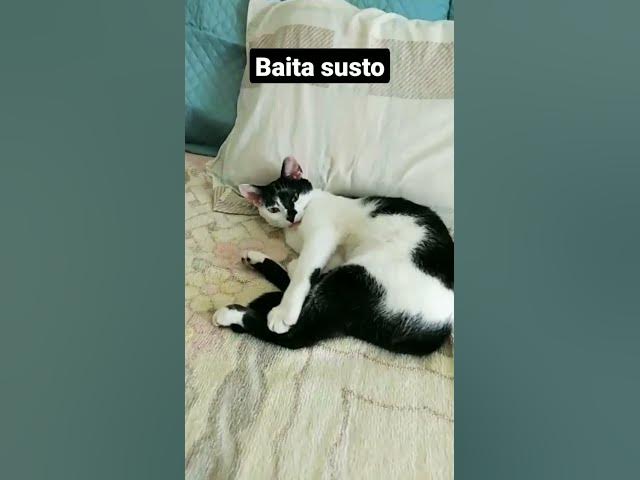 Video thumbnail for Gato tendo sono da beleza interrompido. #cats #gatos #funnycats #gatinhos