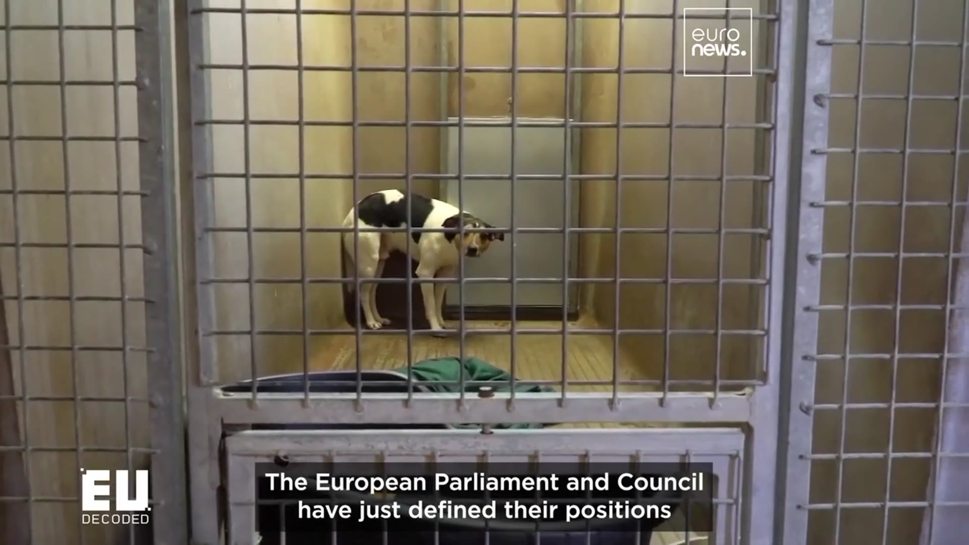 'Video thumbnail for Will new animal welfare law curb illegal trade?'