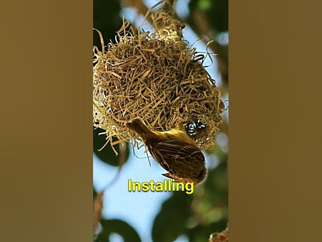 Video thumbnail for How to Protect Bird Nests from Predators β 6 Essential Safety Tips