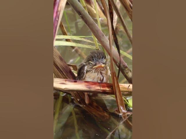 'Video thumbnail for [ EP#175 ] Baby cuckoo bird is trying to eat in nest #shorts #birdslover #birds #birdsounds'